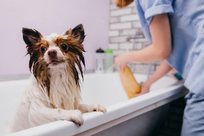 Pet Grooming and Pet Sitting Insurance in Midland, TX by Mike Lively Agency LLC