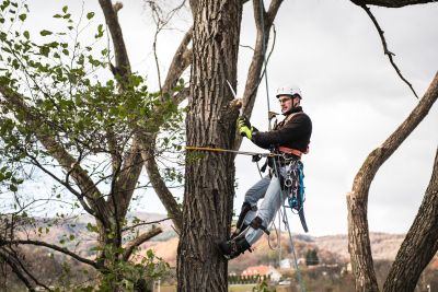 Tree Trimming Insurance in Midland, TX by Mike Lively Agency LLC