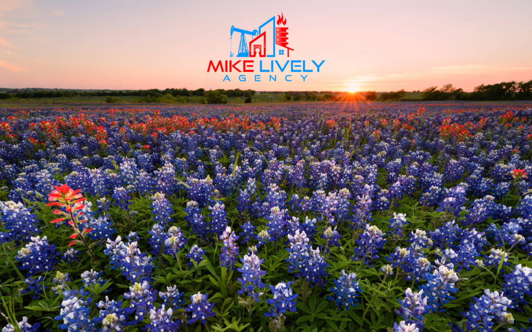 field of bluebonnets in West Texas